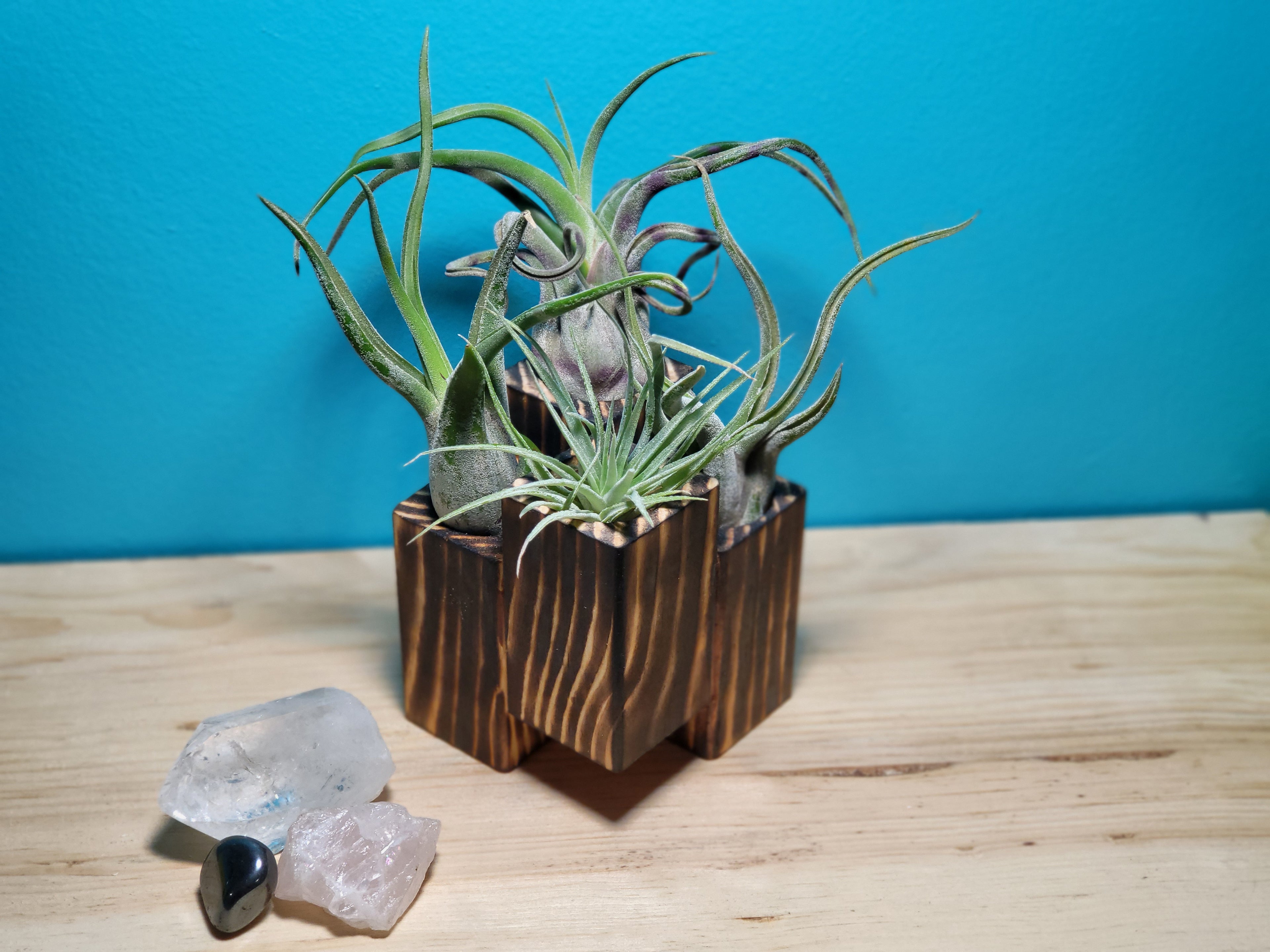 Wooden air-plant holder with air plants on a wooden surface against a blue background