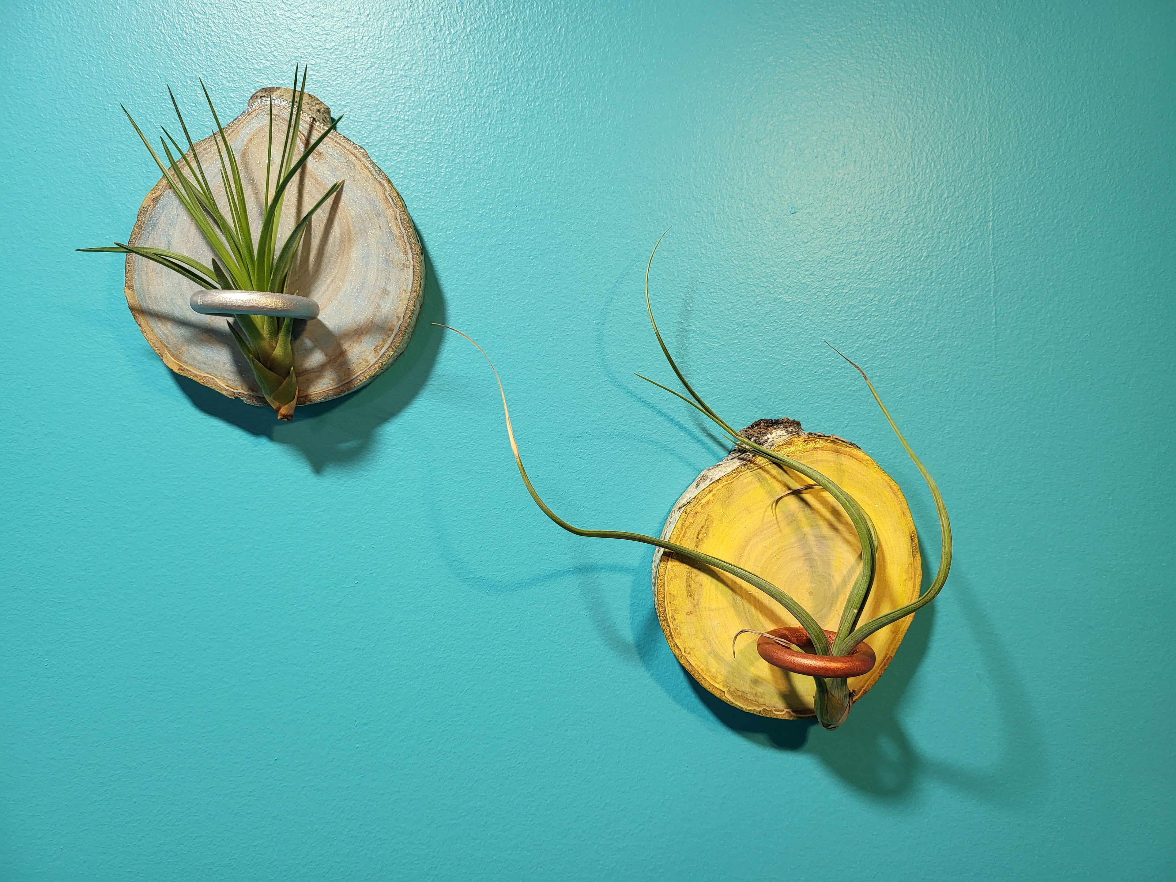 Main Image: Set of two wall-mounted wood slice air plant holders in yellow and grey with green plants.