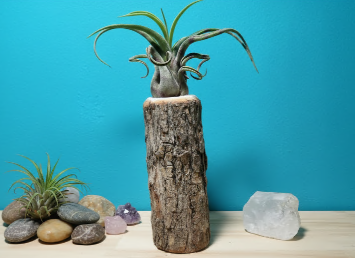 6 to 8-inch tall natural wood log holder with intact bark and a precision-drilled center for air plant display.