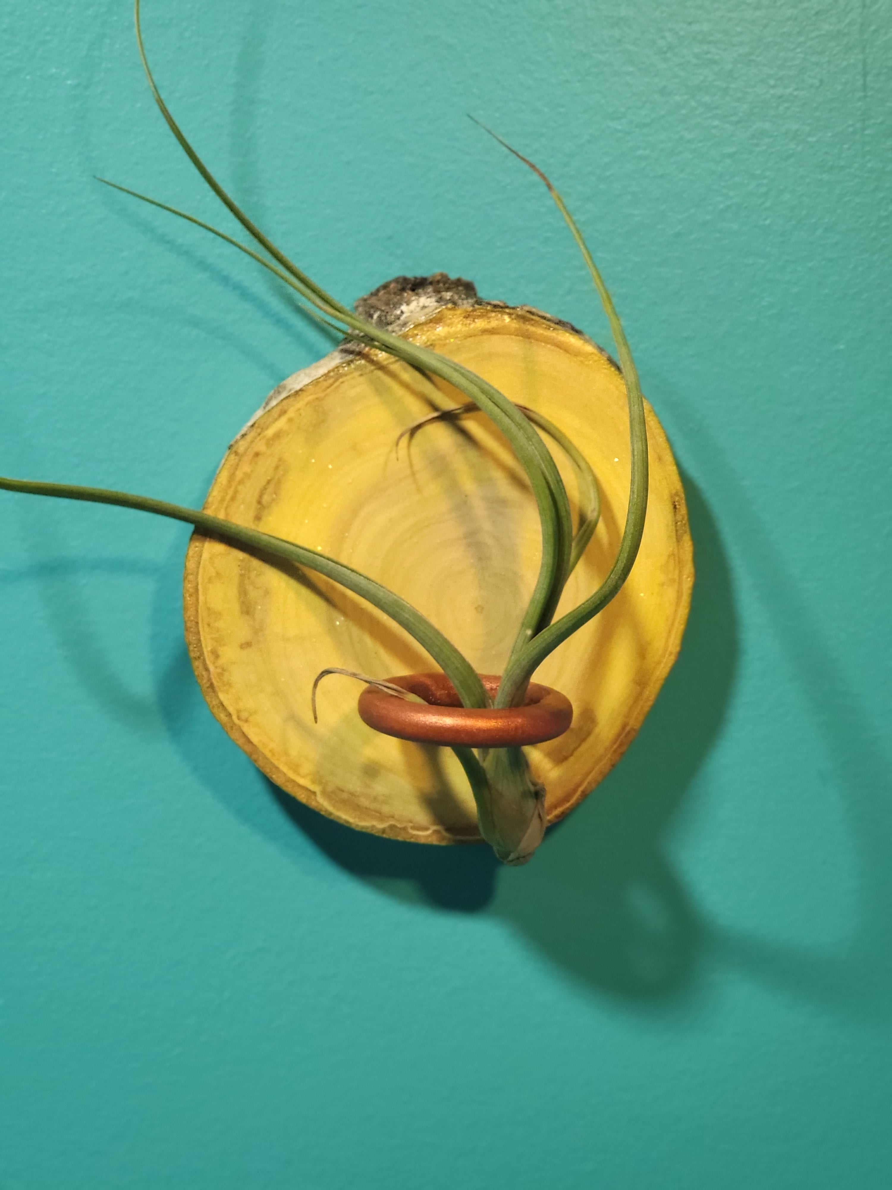 Main Image: Set of two wall-mounted wood slice air plant holders in yellow and grey with green plants.