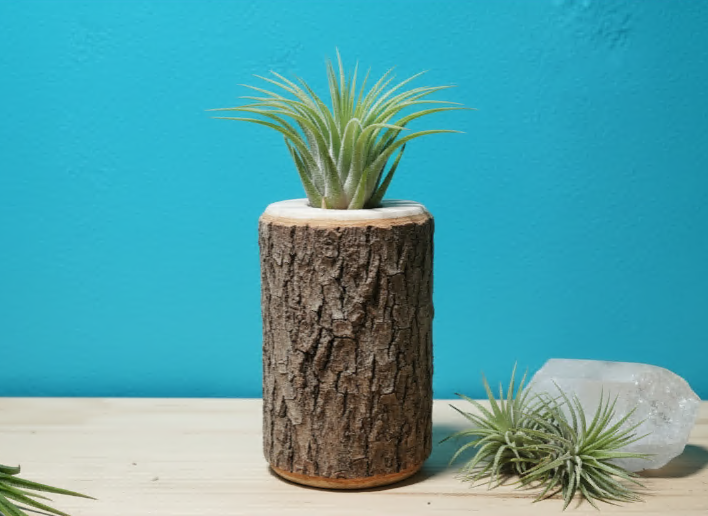 4 to 5-inch rustic timber stump holder featuring raw bark texture and an upright air plant.