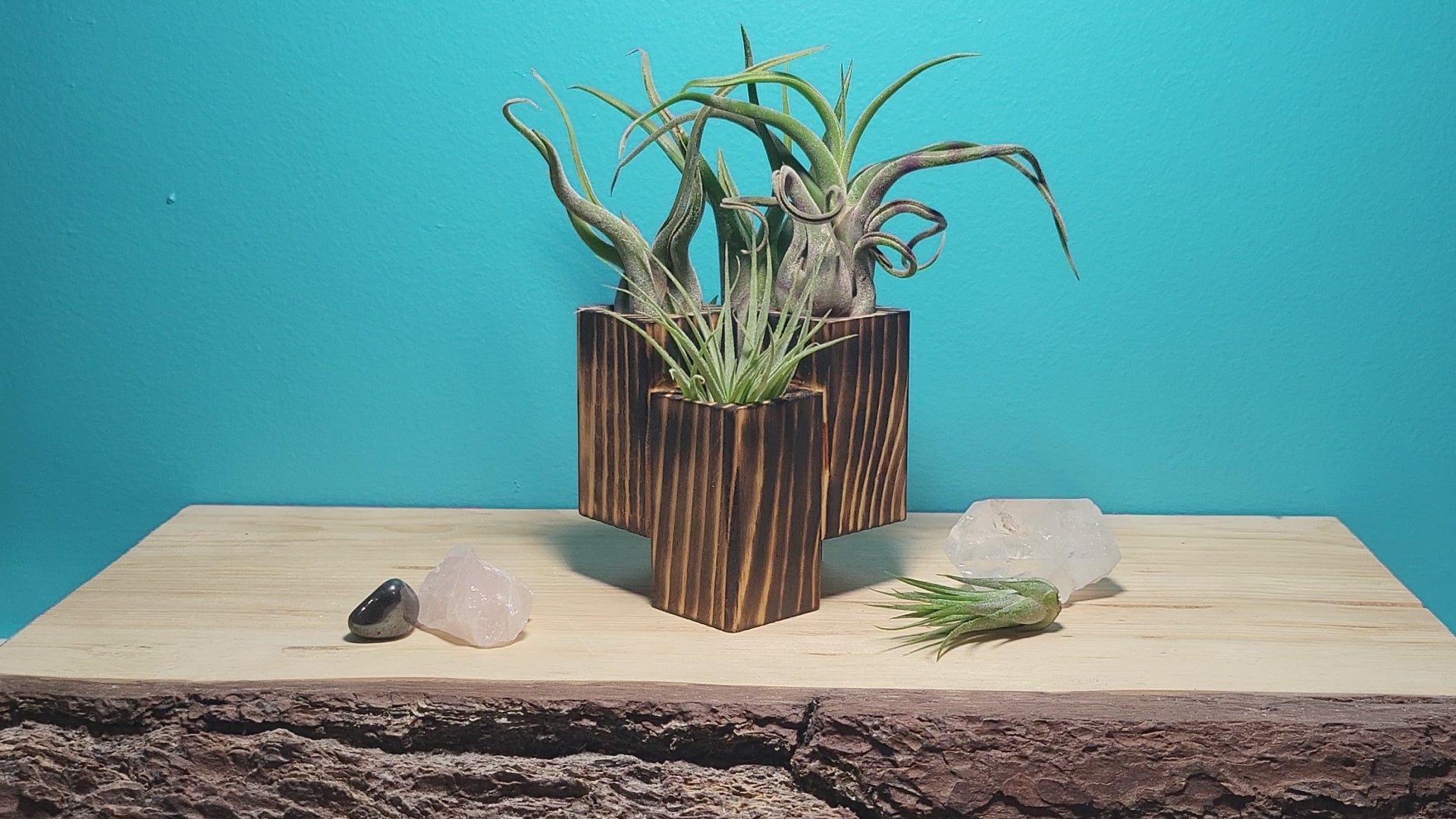 Shop our unique "hovering" airplant holder. Hand-charred Canadian wood brings out deep natural grains. Holds 4 plants. 100% handmade in Winnipeg. Duty-free to USA.