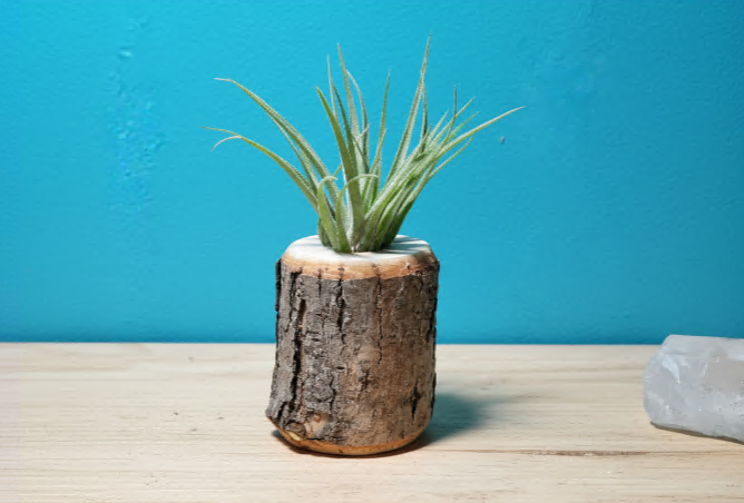 Compact 2 to 3-inch hand-processed wood stump vessel, showcasing the organic texture of Canadian timber.