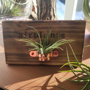 Airplant - Desktop Holder (Single)