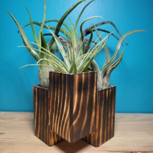 4-Plex Air-Plant Holder - Torched Grain